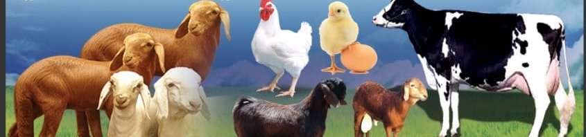 Livestock